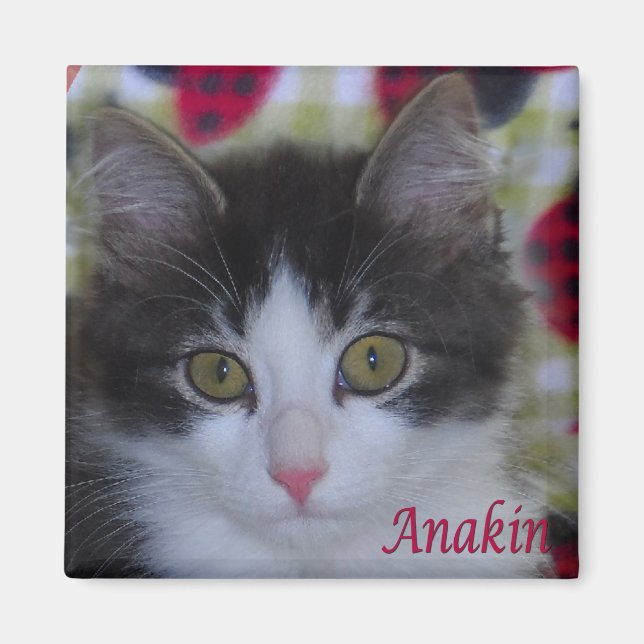 Anakin Two Legged Cat Ladybugs Kitten Magnet (Front)