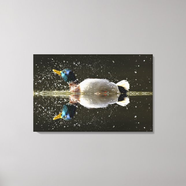 (Anas platyrhyncus),shaking off water after Canvas Print (Front)