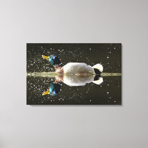 Anas platyrhyncusshaking off water after Canvas Print