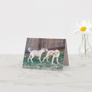 Anatolian Shepard Puppies Folded Greeting Card