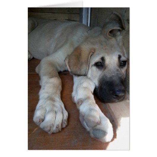 Anatolian Shepherd Cards (Front)