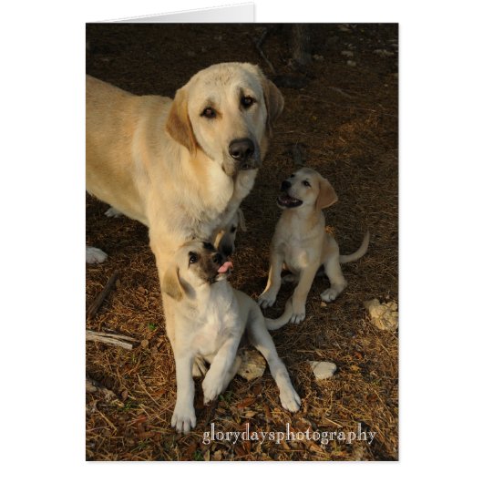 Anatolian Shepherd dog and pups Cards (Front)