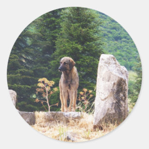 Anatolian Shepherd Dog - Ephesus, Turkey Classic Round Sticker