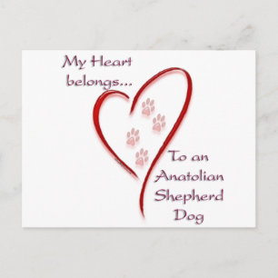 Anatolian Shepherd Dog Heart Belongs Postcard