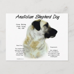 Anatolian Shepherd Dog History Postcard
