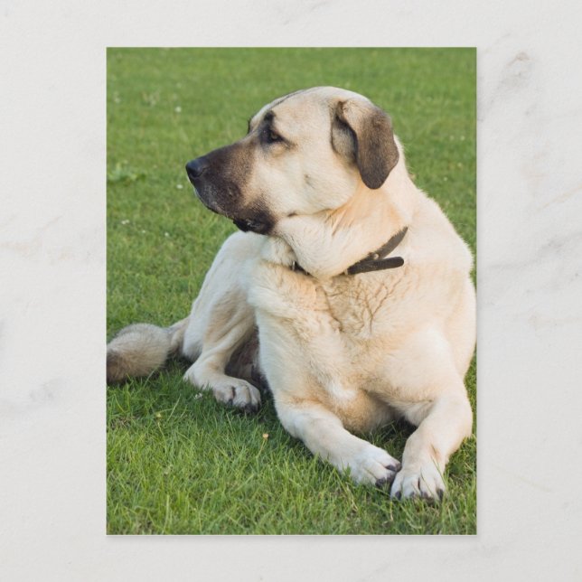 Anatolian Shepherd Dog Postcard (Front)