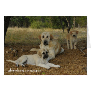 Anatolian Shepherd dogs Cards