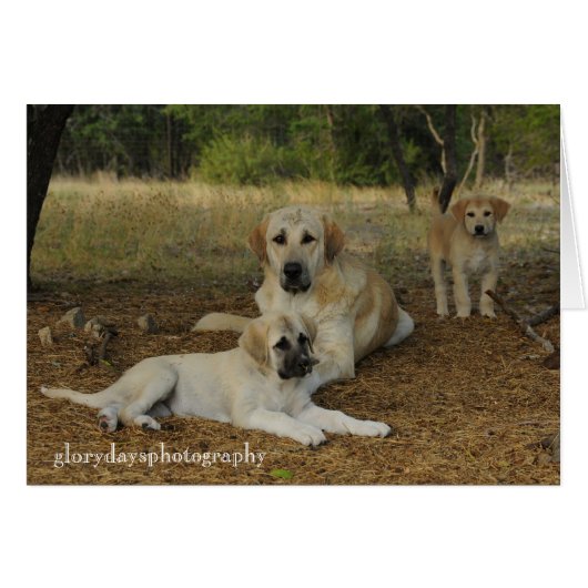 Anatolian Shepherd dogs Cards (Front Horizontal)