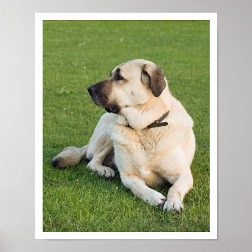 Anatolian Shepherd Poster