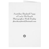 Anatolian Shepherd Puppy (Back)