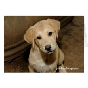 Anatolian Shepherd Puppy Cards