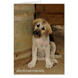 Anatolian Shepherd Puppy Cards
