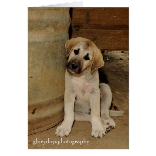 Anatolian Shepherd Puppy Cards (Front)
