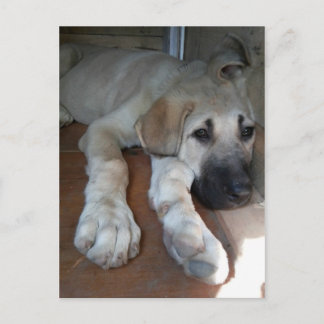 Anatolian Shepherd Puppy Postcard