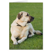 Anatolian Shepherd Relaxing in Grass (Front)