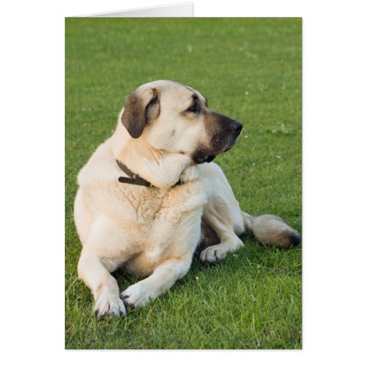 Anatolian Shepherd Relaxing in Grass (Front)