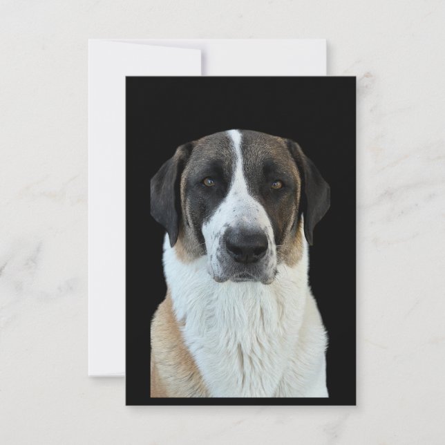 Anatolian Shepherd Thank You Card (Front)