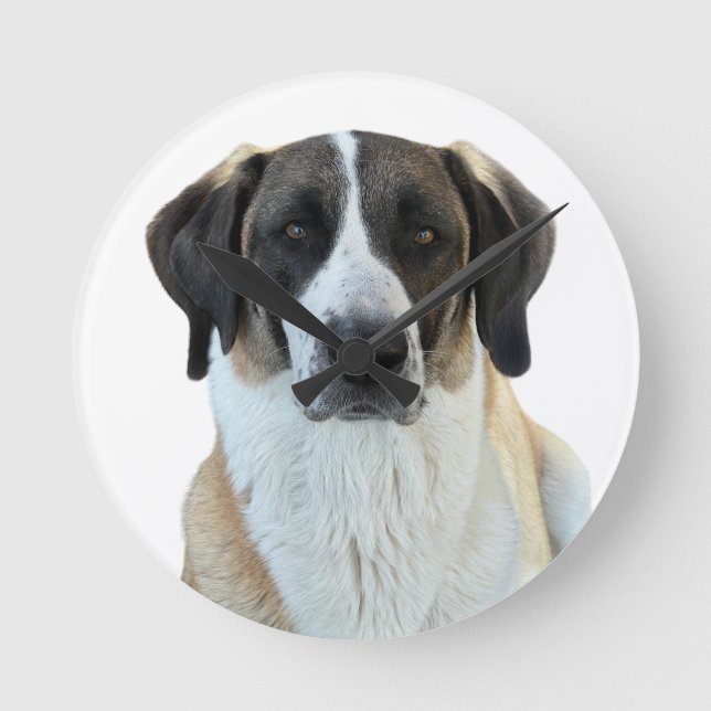 Anatolian Shepherd Wall Clock (Front)
