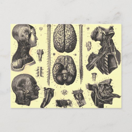 Anatomical Brain and More Postcard