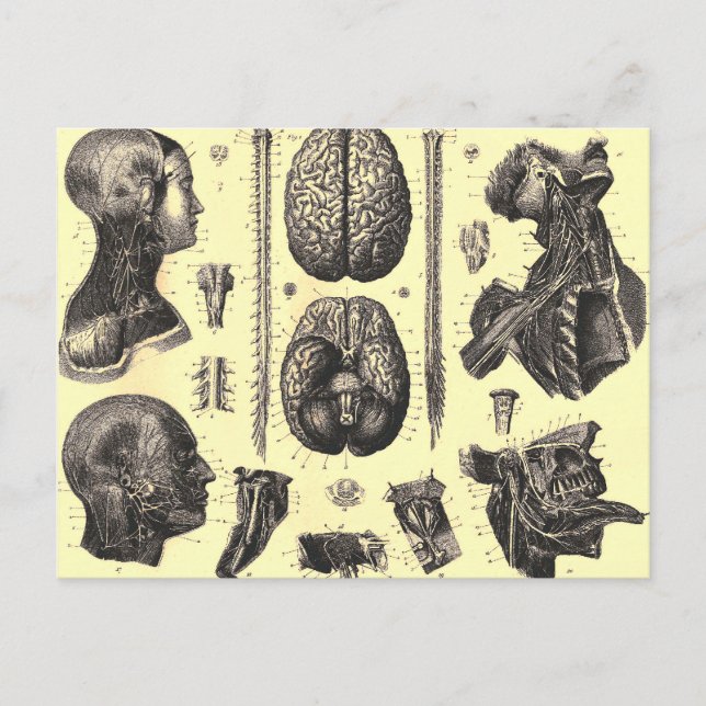 Anatomical Brain and More Postcard (Front)