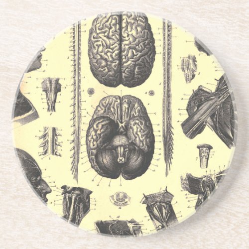 Anatomical Brain and More Sandstone Coaster