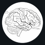 Anatomical Brain Classic Round Sticker<br><div class="desc">Anatomically labeled brain that is a super fun and unique sticker!</div>