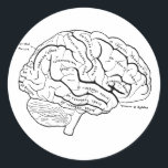 Anatomical Brain Classic Round Sticker<br><div class="desc">Anatomically labeled brain that is a super fun and unique sticker!</div>