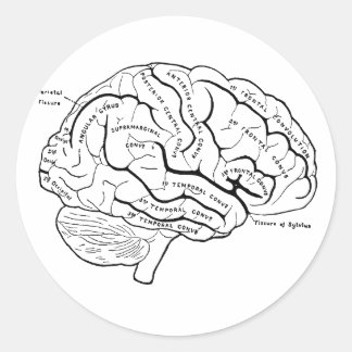 Anatomical Brain Classic Round Sticker