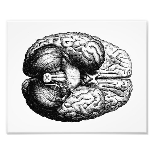 Anatomical Brain Photo Print