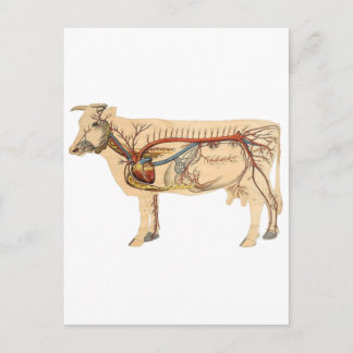 Anatomical Cute Cow Postcard