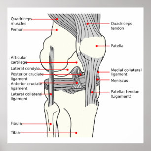 Anatomical Diagram human right knee joint Poster