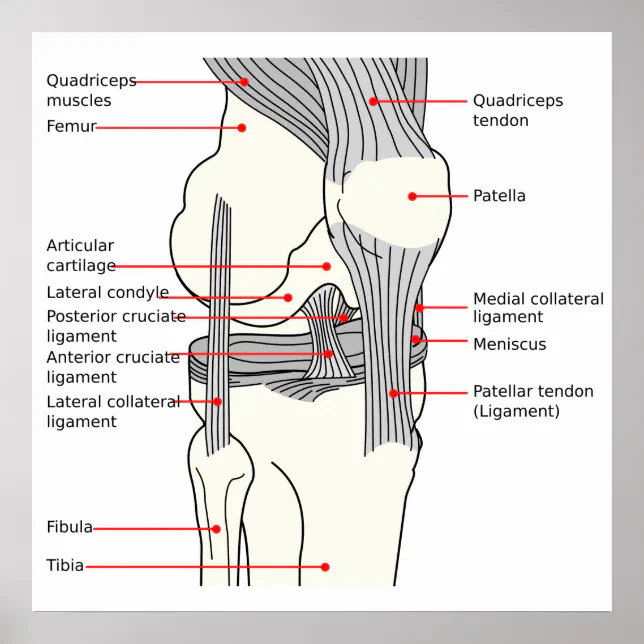 Anatomical Diagram human right knee joint Poster | Zazzle