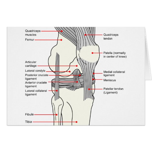Anatomical Diagram of a Human Right Knee Joint (Front Horizontal)