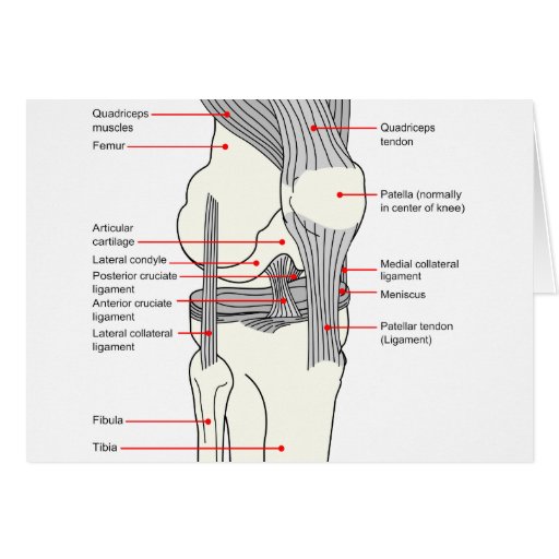 Anatomical Diagram Of A Human Right Knee Joint Cards On Popscreen