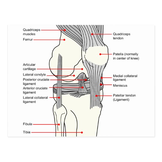Anatomical Diagram of a Human Right Knee Joint Postcard | Zazzle.com