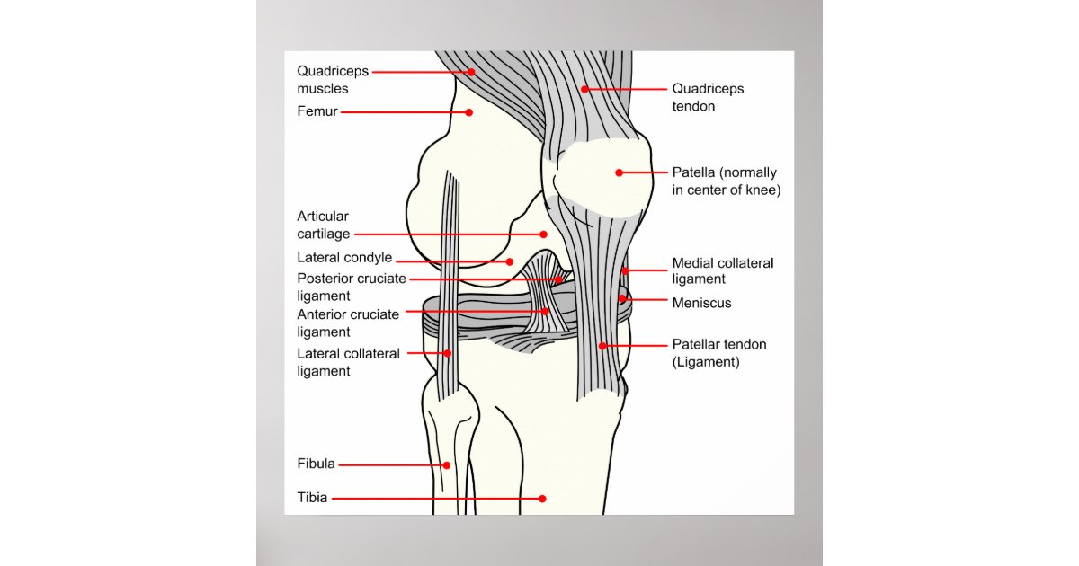 Anatomical Knee Joint Key Ring Keychain Femur Tibia 