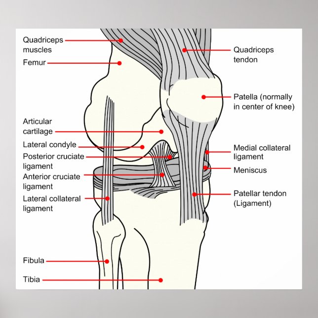 Anatomical Diagram of a Human Right Knee Joint Poster (Front)