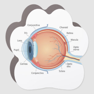 Anatomical diagram of eye car magnet