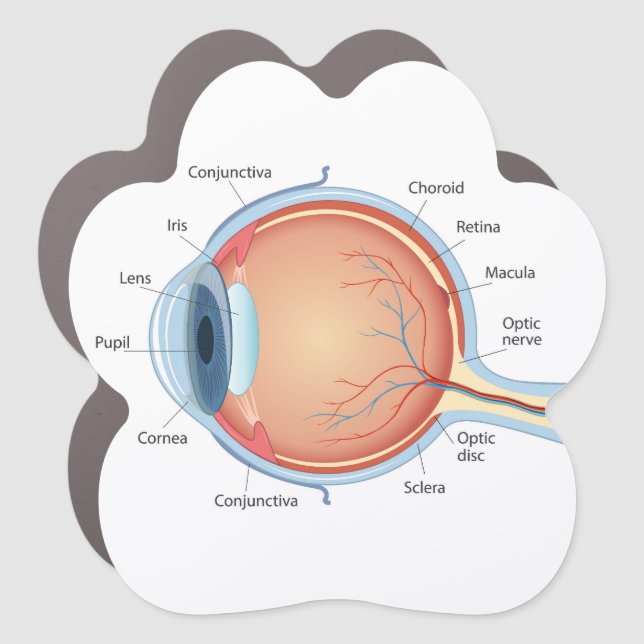 Anatomical diagram of eye car magnet (Front)