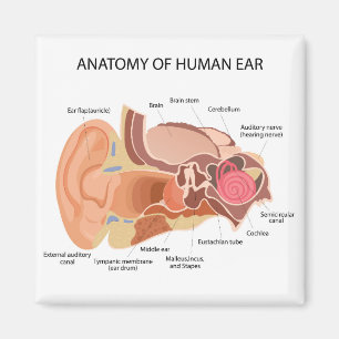 Anatomical diagram of heart  magnet