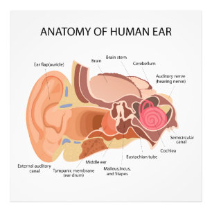 Anatomical diagram of heart photo print