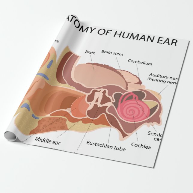 Anatomical diagram of heart  wrapping paper (Unrolled)