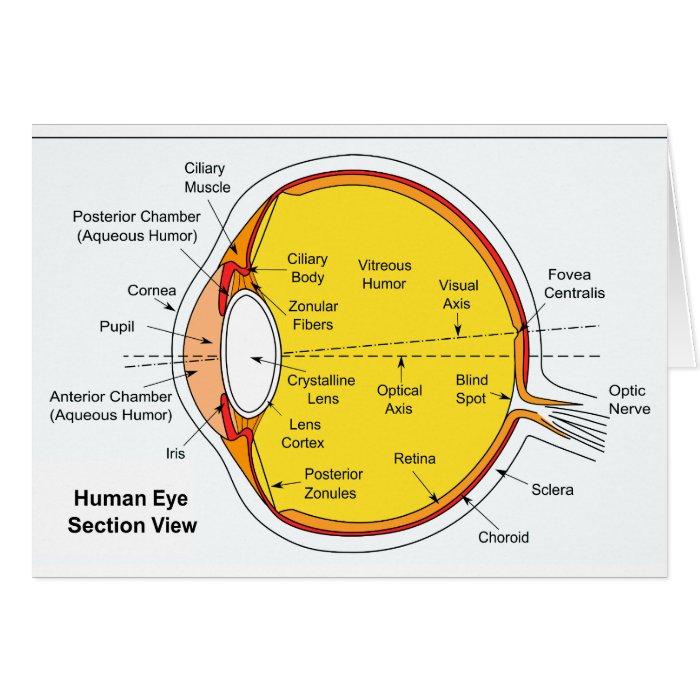 Anatomical Diagram of the Human Eye Ball Greeting Cards