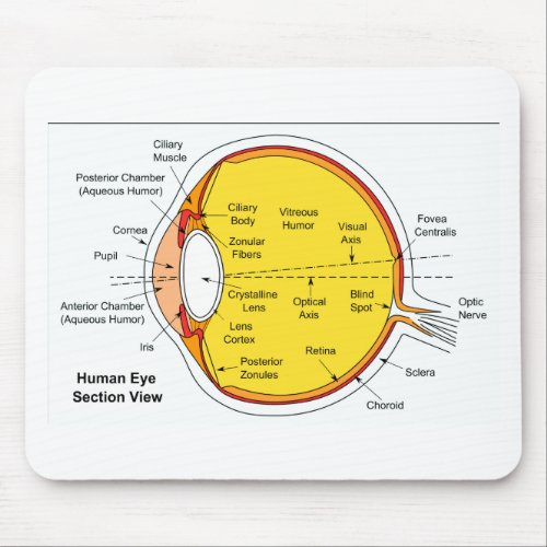 Anatomical Diagram of the Human Eye Ball Mouse Pad