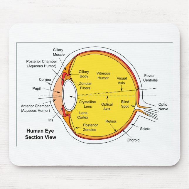 Anatomical Diagram of the Human Eye Ball Mouse Pad (Front)
