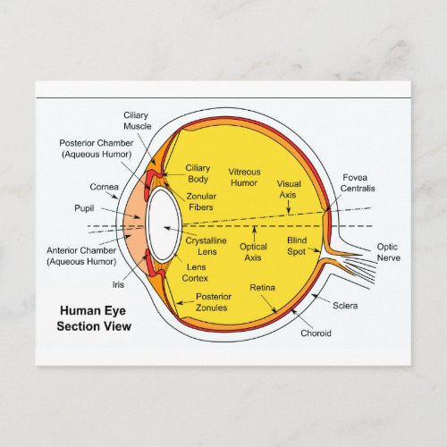 Anatomical Diagram of the Human Eye Ball Postcard