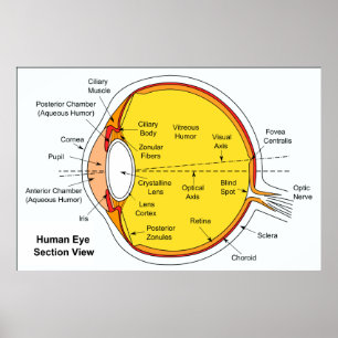 Anatomical Diagram of the Human Eye Ball Poster