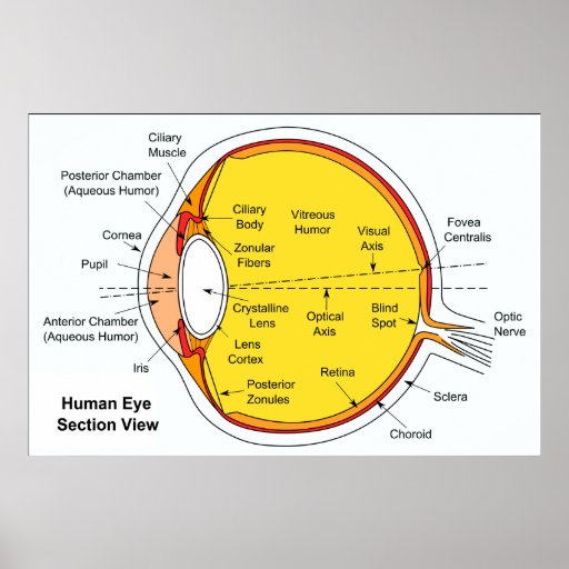 Anatomical Diagram of the Human Eye Ball Posters | Zazzle