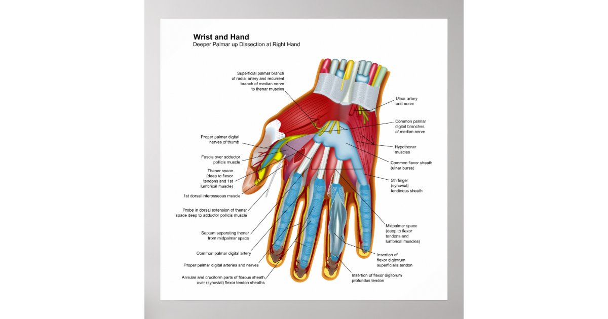 Anatomical Diagram of the Human Hand and Wrist Poster | Zazzle.com