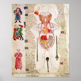 Anatomical diagram poster
